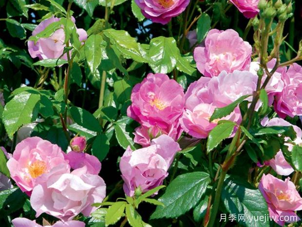 爱上丰特奈勒孔特月季(图2)