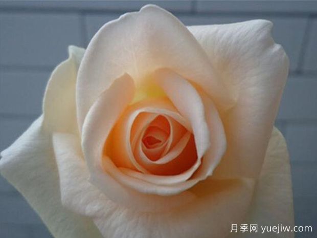 香槟月季(科德斯)(图1)