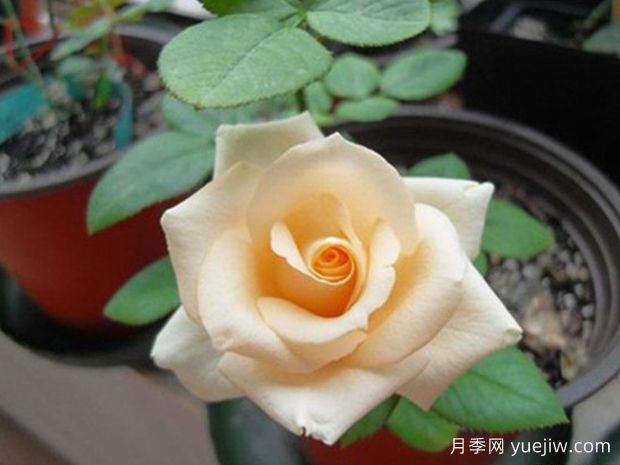 香槟月季(科德斯)(图2)