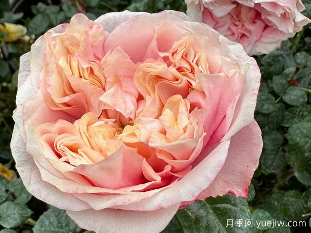 诺丁山月季/摘星奇缘(图1)