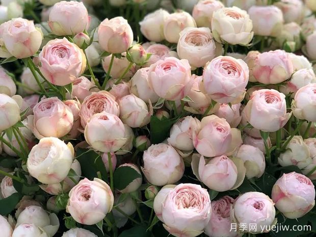 曼斯菲尔德庄园月季/泰林月季(图1)