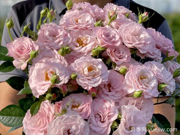 粉色纯真月季(图1)