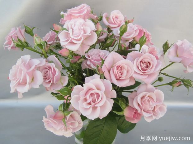 粉色纯真月季(图2)