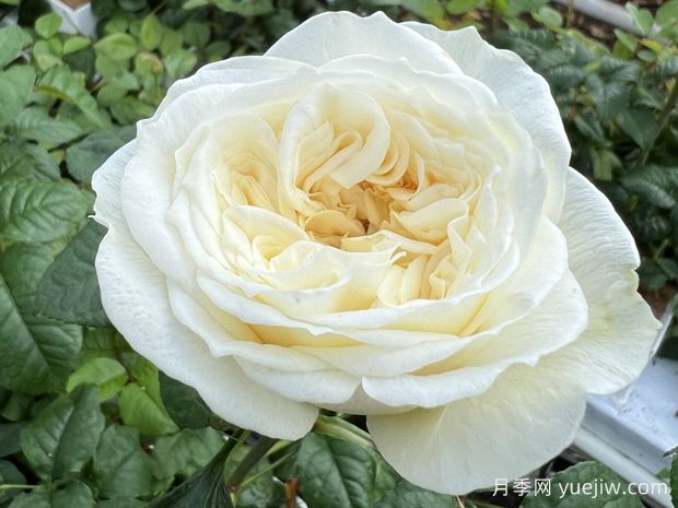 天堂白月季/白色天堂(图1)