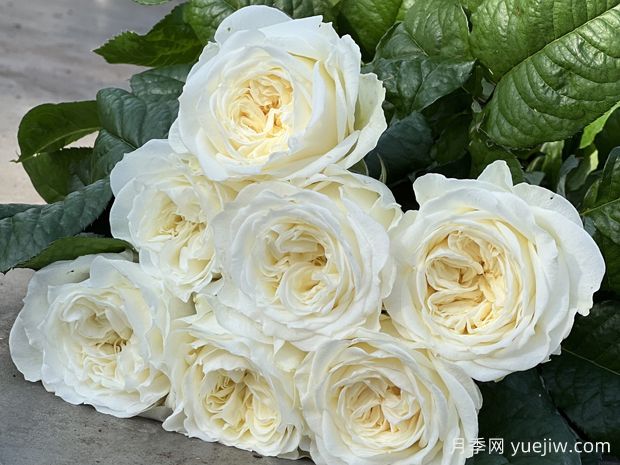 天堂白月季/白色天堂(图2)