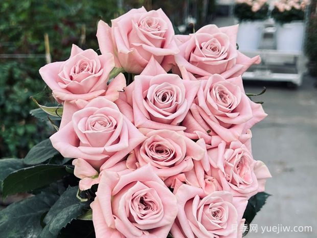 甜蜜曼塔月季/甜蜜薄荷(图1) 甜蜜曼塔月季/甜蜜薄荷(图1)