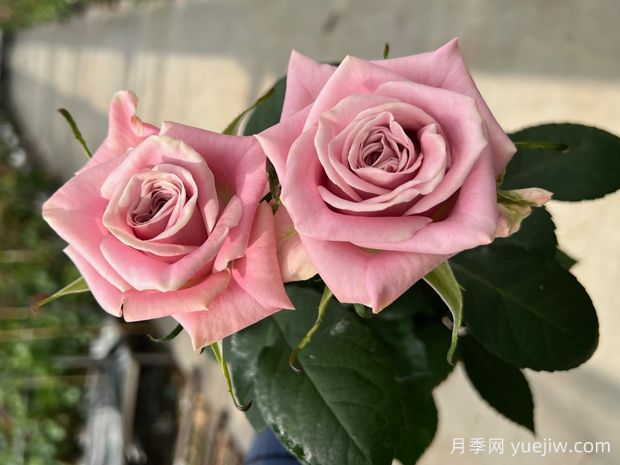 甜蜜曼塔月季/甜蜜薄荷(图2) 甜蜜曼塔月季/甜蜜薄荷(图2)