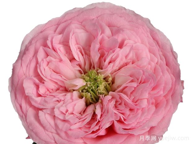 粉色曼斯菲尔德公园月季(图2)