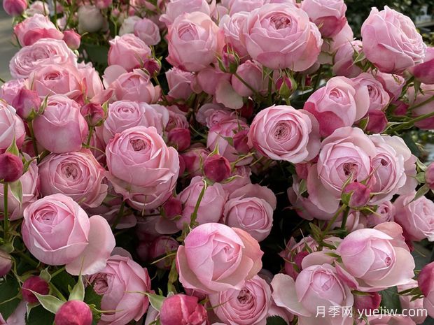 粉色曼斯菲尔德公园月季(图1)