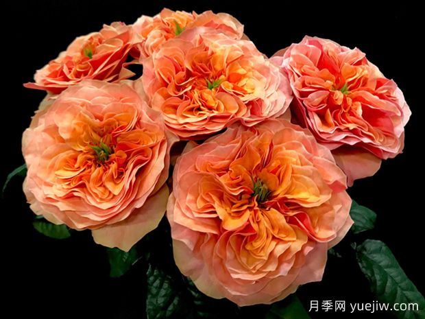 肯辛顿公园月季(图1) 肯辛顿公园月季(图1)