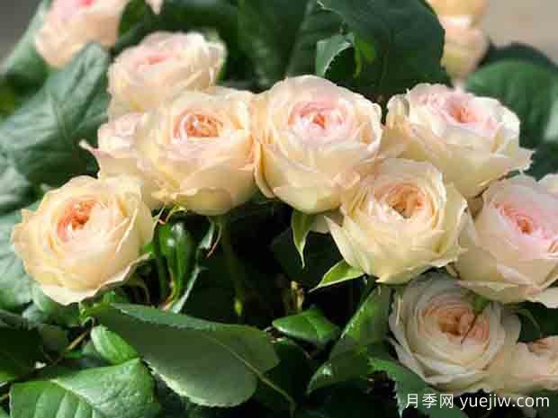 皇家园林月季/皇家公园(图1)