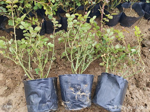 如何移植月季？无损转移花株的方法与要点！(图1)