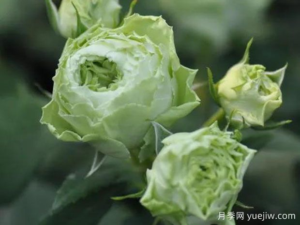 绿色地球月季/绿色大地(图2)