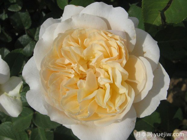 奶油迷迭香月季/浪漫奶油(图1)