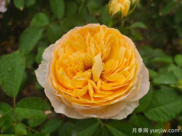 5个漂亮的切花月季，花色鲜艳靓丽(图1)