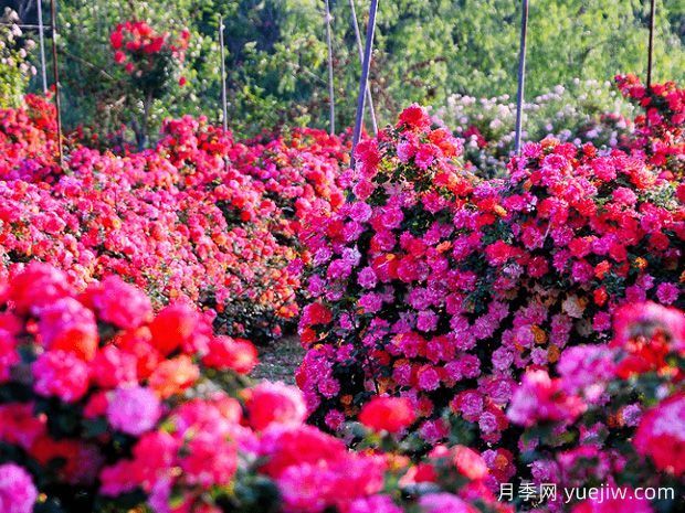 月季花为什么要种在城市绿化带？原来月季浑身都是宝！(图2)