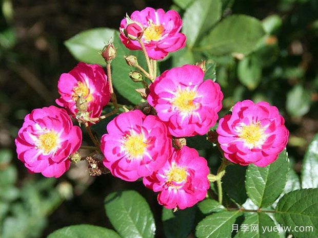 阿登孩童月季(图1)