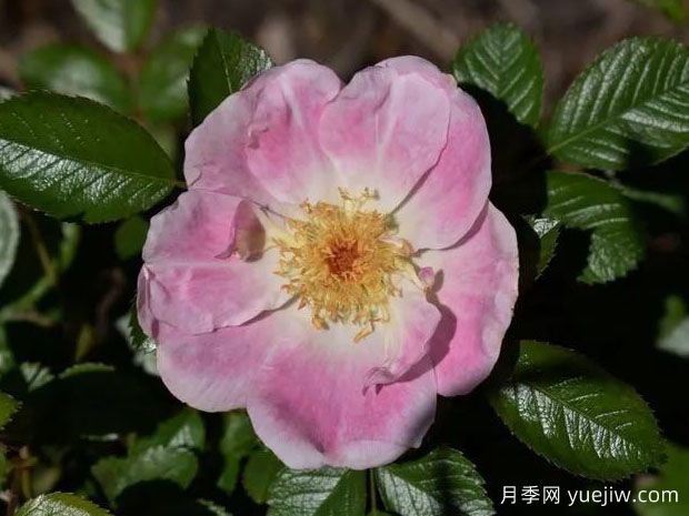 艾玛德佩里格月季(图1)