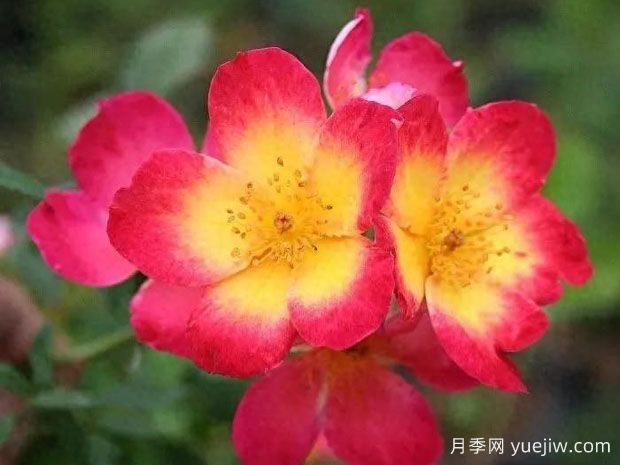 来自巴塞罗那的艾玛月季(图1)