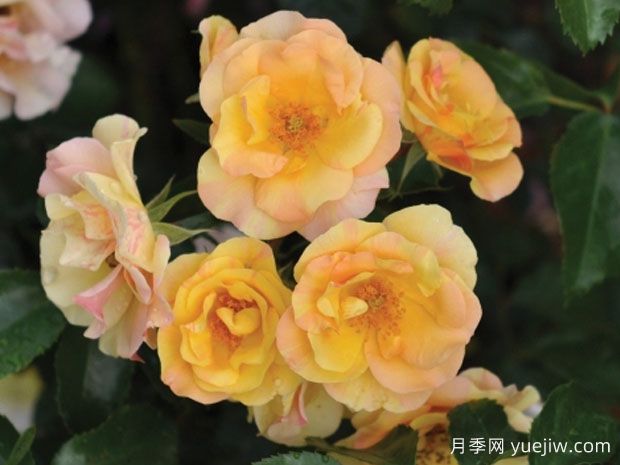 蜜蜡石梅拉月季(图1)