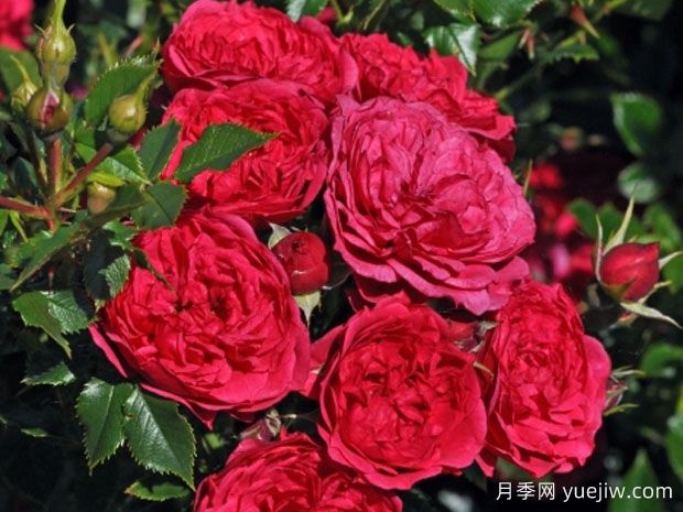深红色精灵月季(图1)