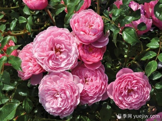 快击精灵月季(图1)