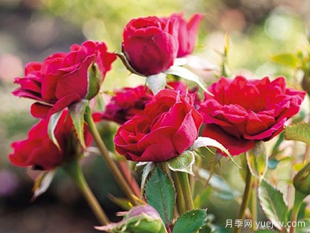 紫色精灵月季(图1)