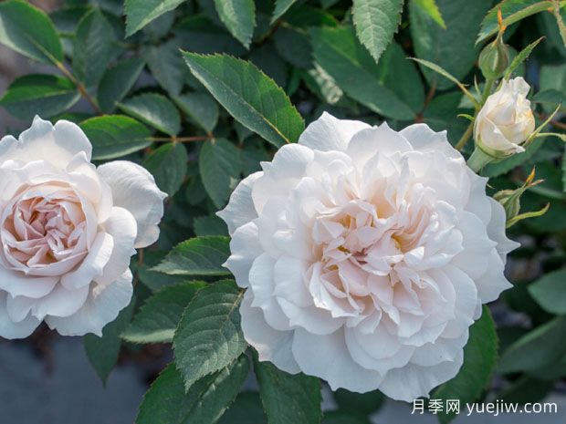 玉壶春月季(图2)