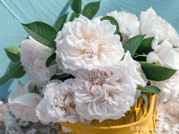 玉壶春月季(图3)