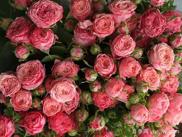 珊瑚溜溜球月季(图2)