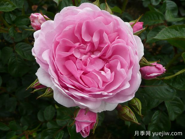 奥科萨娜月季(图1)