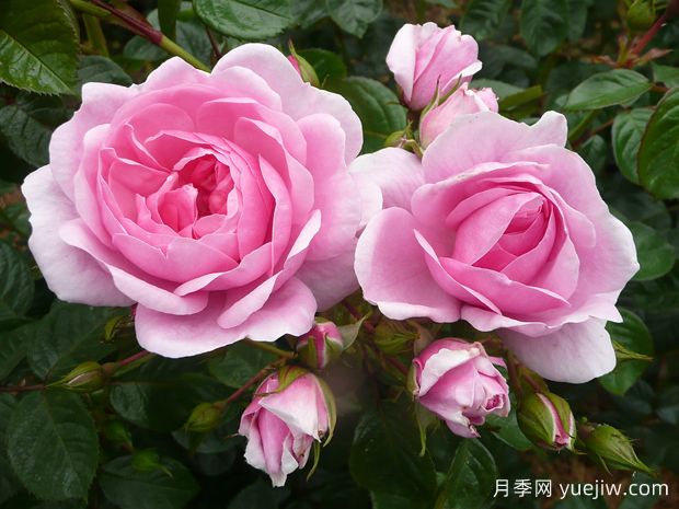 奥科萨娜月季(图2)