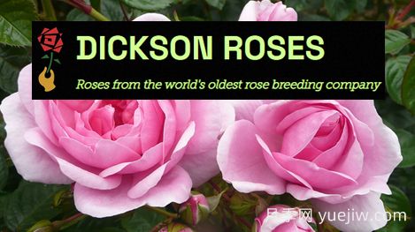 月季育种家:英国迪克森玫瑰苗圃(Dickson Roses)(图1) 月季育种家:英国迪克森玫瑰苗圃(Dickson Roses)(图1)