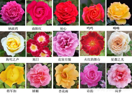 月季育种家：北京纳波湾园艺公司(图1)