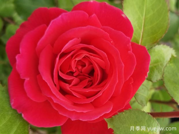 南阳红月季(图1)