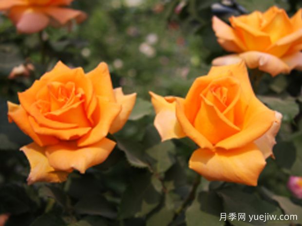 凤凰之光月季(图1)