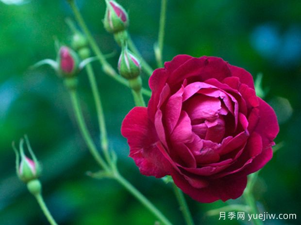 国色天香月季(图2)