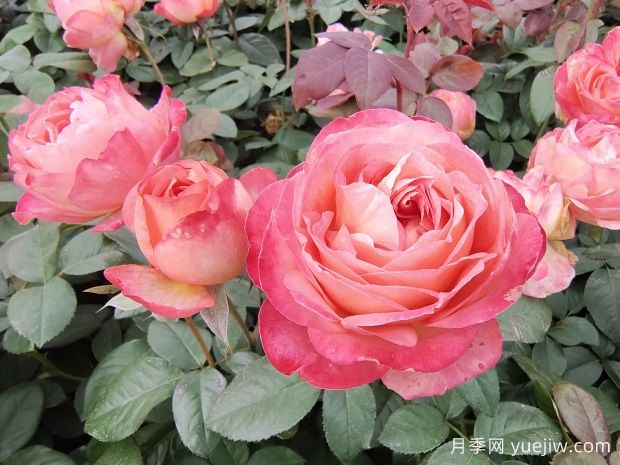 怎样养好月季花?养殖方法及注意事项篇(图1) 怎样养好月季花?养殖方法及注意事项篇(图1)