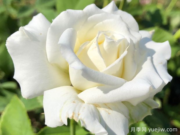 保罗二世月季/教皇约翰保罗二世(图1) 保罗二世月季/教皇约翰保罗二世(图1)