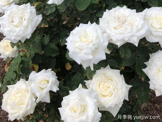 保罗二世月季/教皇约翰保罗二世(图3) 保罗二世月季/教皇约翰保罗二世(图3)