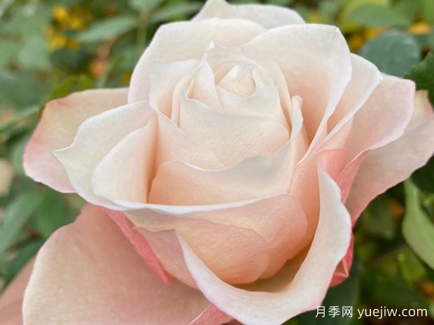 伊娃夫人月季(图1)