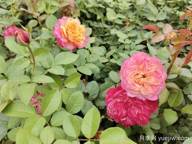 科德斯庆典盆栽月季美化江苏花坛景观(图3)