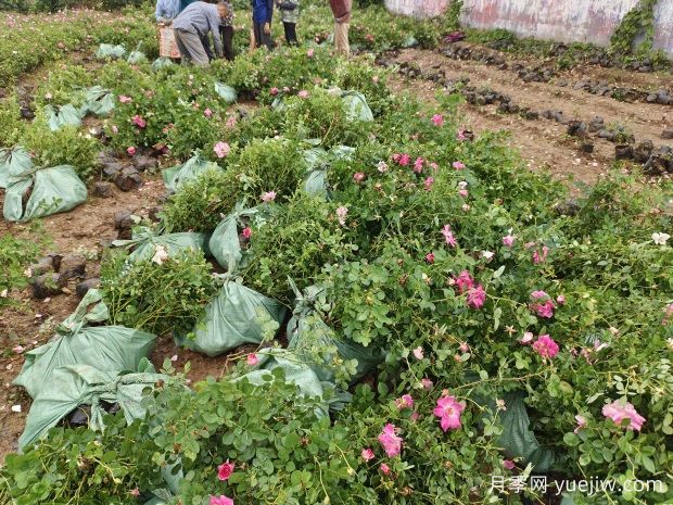 丰花仙境盆栽月季2.5万株美化陕西西安景观(图2)