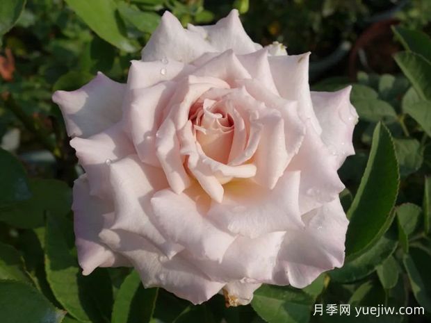 黛玉月季/紫玉月季(图1)
