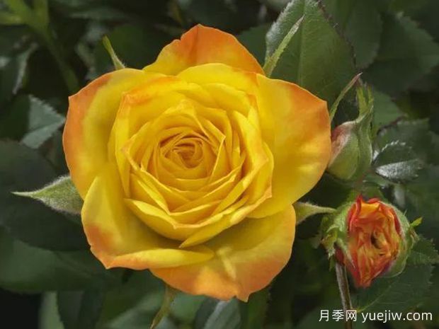 神奇宝石月季/惊人宝石(图1)