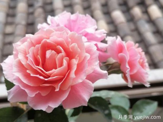 图瓦橙杯月季/啦啦队长月季(图2)