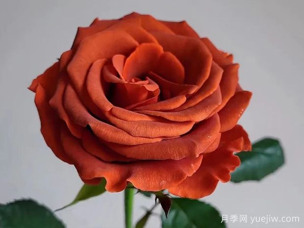 阿玛雷托月季/杏仁酒月季(图1)