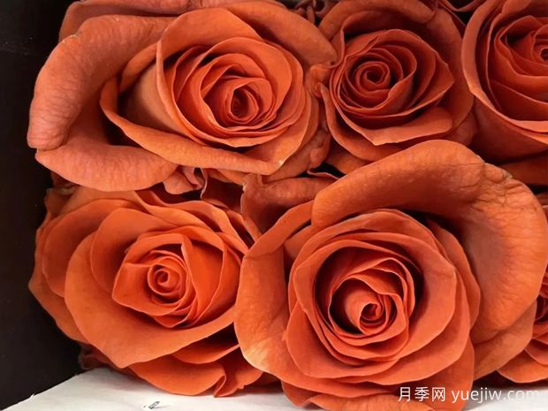 阿玛雷托月季/杏仁酒月季(图2)