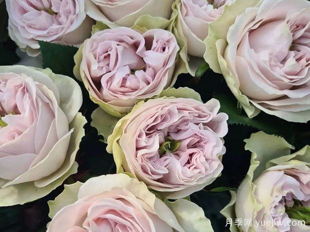 灰色阴影月季(图1)