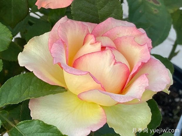 吉莱塔月季/四季龙沙月季(图1)